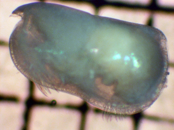 Halocyprida Halocyprida