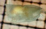 Ostracoda