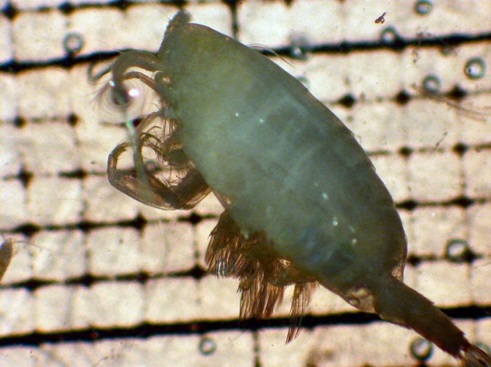Cornucalanus chelifer Cornucalanus chelifer