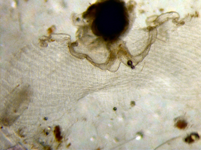 Corolla spectabilis Corolla spectabilis