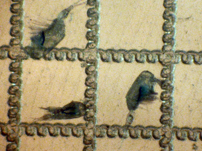 Corycaeus anglicus Corycaeus anglicus
