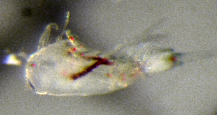 Corycaeus Corycaeus