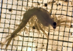 Decapoda