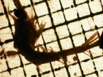Shrimp