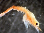Shrimp