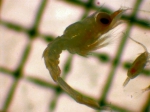 Shrimp