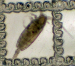 Ctenocalanus vanus, author: Fisheries and Oceans Canada, Moira Galbraith