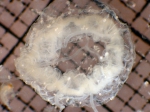 Cnidarians