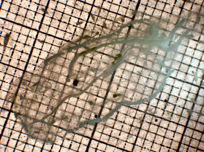Cyclosalpa bakeri Cyclosalpa bakeri
