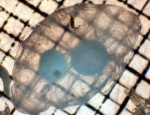 Cyclosalpa, author: Fisheries and Oceans Canada, Moira Galbraith