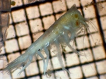 Cyphocaris challengeri