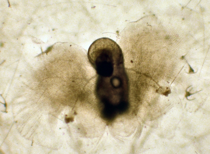 Desmopterus Desmopterus