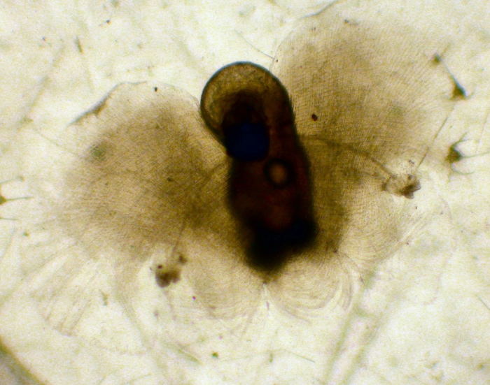 Desmopterus Desmopterus