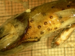 Diaphus theta, author: Fisheries and Oceans Canada, Moira Galbraith
