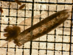 Dimophyes arctica, author: Fisheries and Oceans Canada, Moira Galbraith