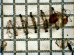Dolioletta gegenbauri, author: Fisheries and Oceans Canada, Moira Galbraith