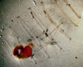 Thaliacea