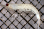 Euphausiacea