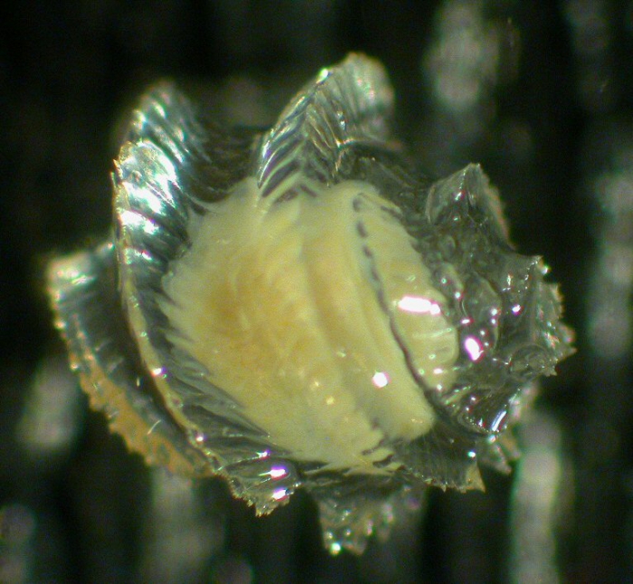 Echinospira larva Echinospira larva