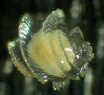 Gastropoda