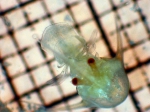 Emerita analoga