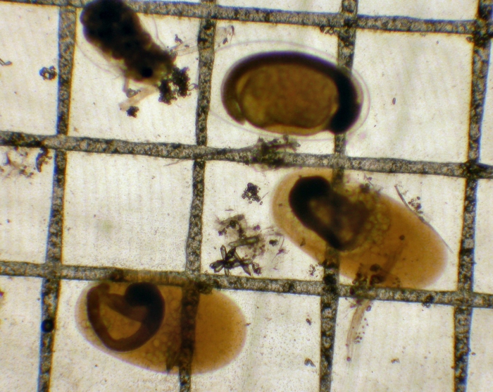 Engraulis mordax