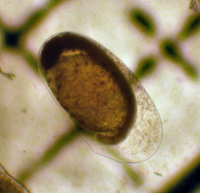 Engraulis mordax