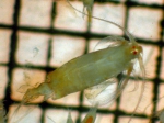 Copepoda