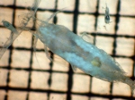 Eucalanus hyalinus, author: Fisheries and Oceans Canada, Moira Galbraith