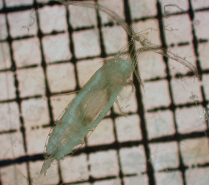 Eucalanus bungii Eucalanus bungii