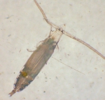 Eucalanus californicus, author: Fisheries and Oceans Canada, Moira Galbraith