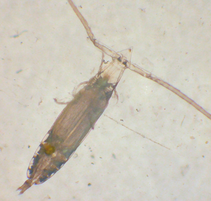 Eucalanus californicus Eucalanus californicus