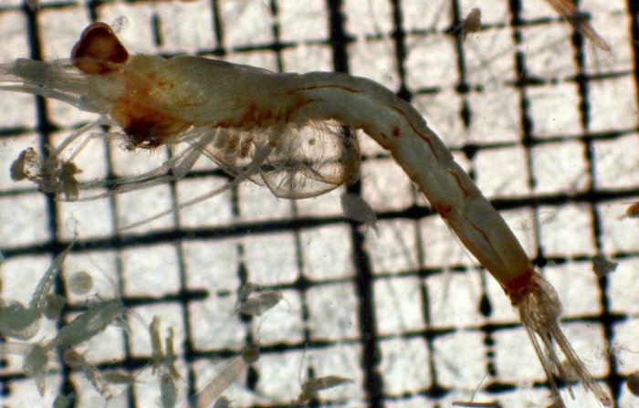 Euchaetomera tenuis Euchaetomera tenuis
