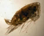 Euchirella, author: Fisheries and Oceans Canada, Moira Galbraith