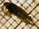 Euchirella grandicornis, author: Fisheries and Oceans Canada, Moira Galbraith