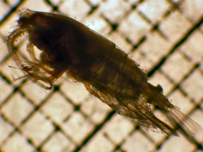 Euchirella grandicornis Euchirella grandicornis