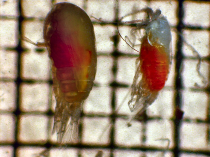Euchirella rostrata Euchirella rostrata