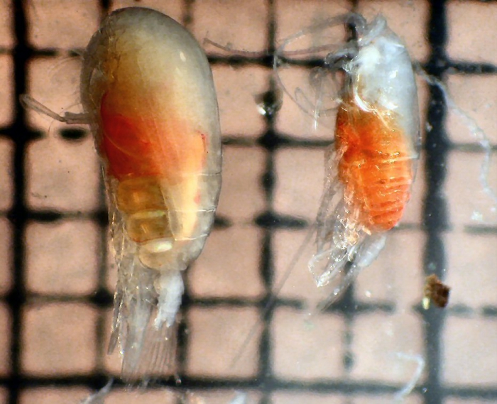 Euchirella rostrata Euchirella rostrata