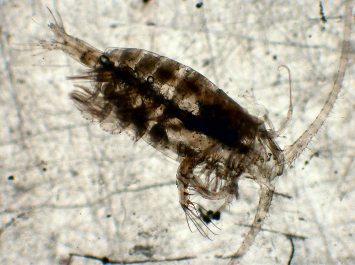Euaugaptilus nodifrons Euaugaptilus nodifrons