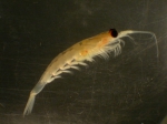 Euphausia pacifica, author: Fisheries and Oceans Canada, Moira Galbraith