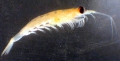Euphausiacea