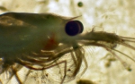 Crustaceans