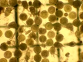 Euphausiacea