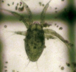 Euphausiidae, author: Fisheries and Oceans Canada, Moira Galbraith