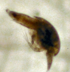 Crustaceans