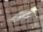 Eudoxoides spiralis, author: Fisheries and Oceans Canada, Moira Galbraith