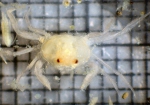 Crustaceans