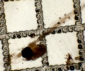 Appendicularia