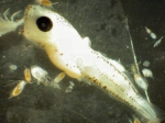Gadus macrocephalus