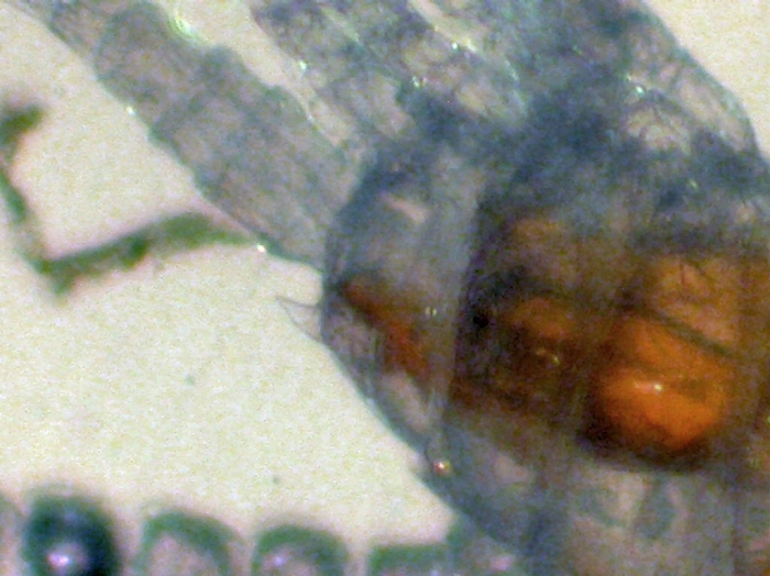 Gaetanus minutus Gaetanus minutus